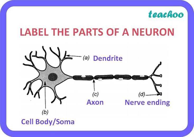 parts of a neuron diagram