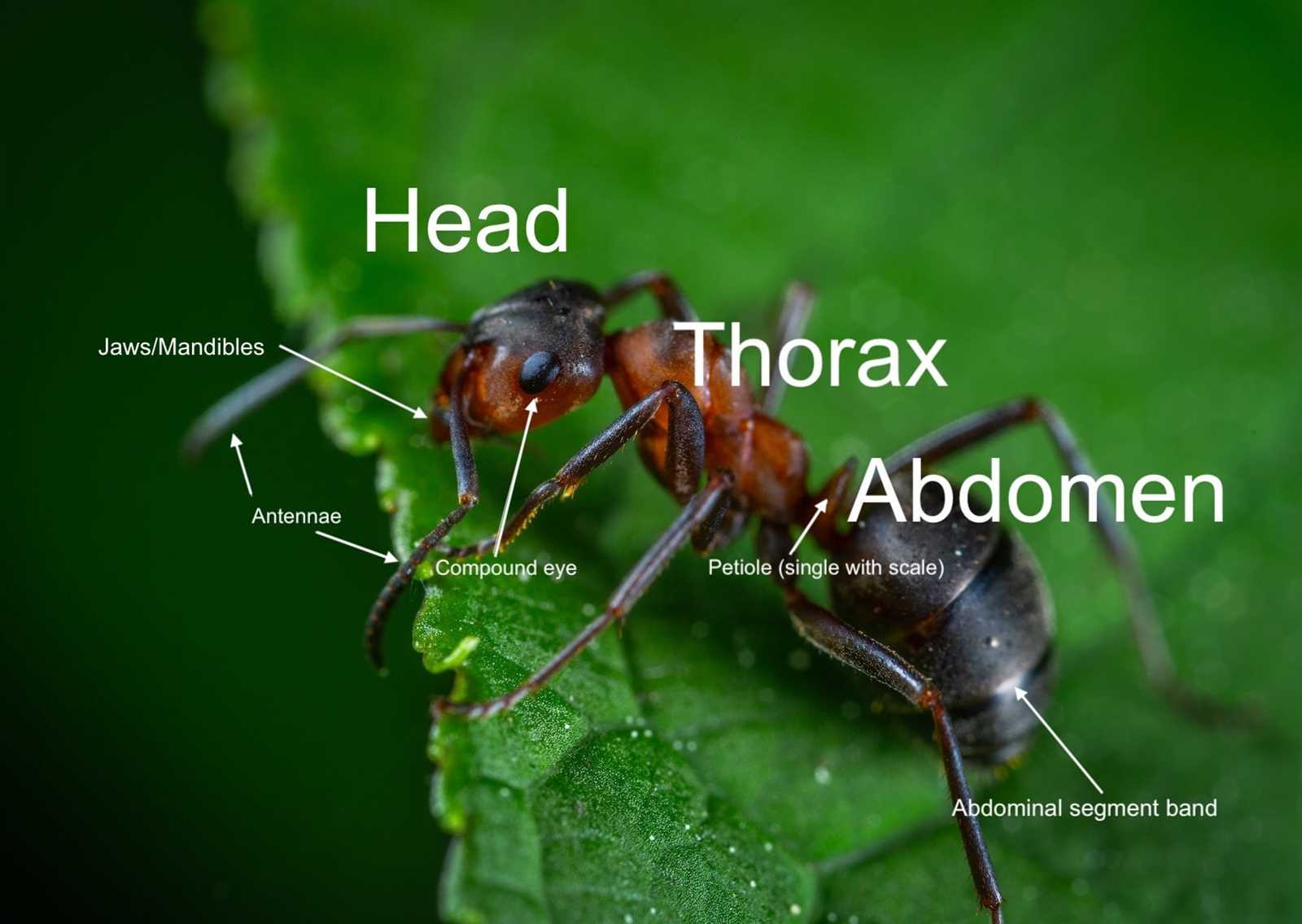 ant body parts diagram