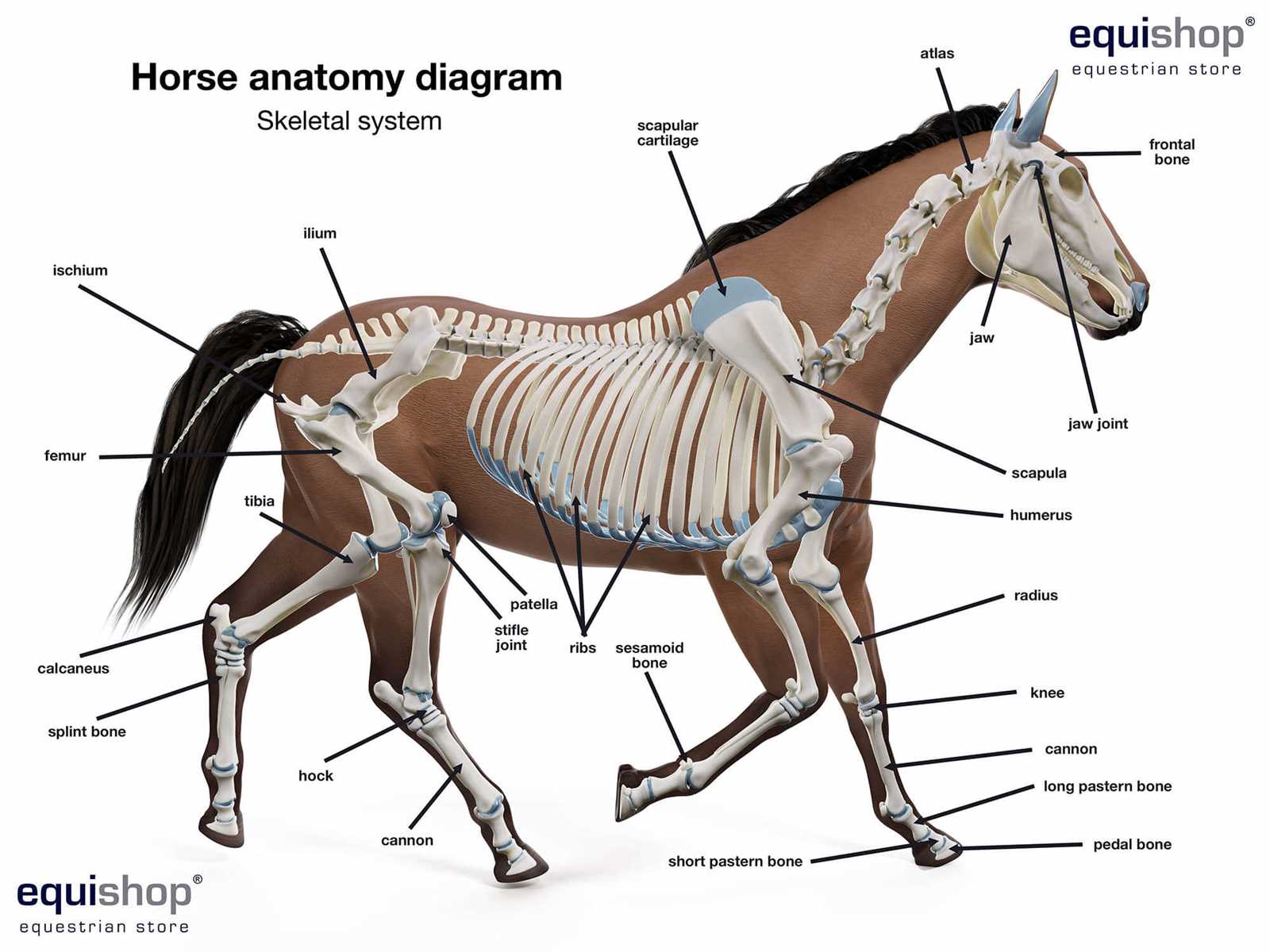 body parts of a horse diagram