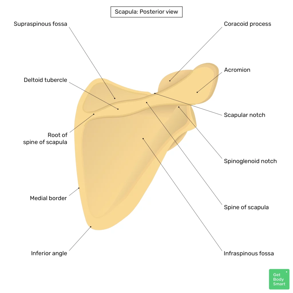 shoulder parts diagram