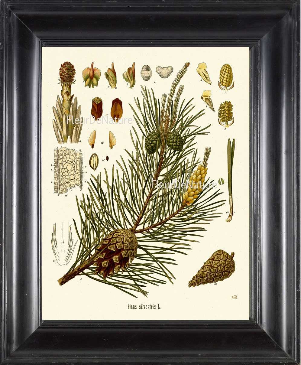 parts of a pine cone diagram poster