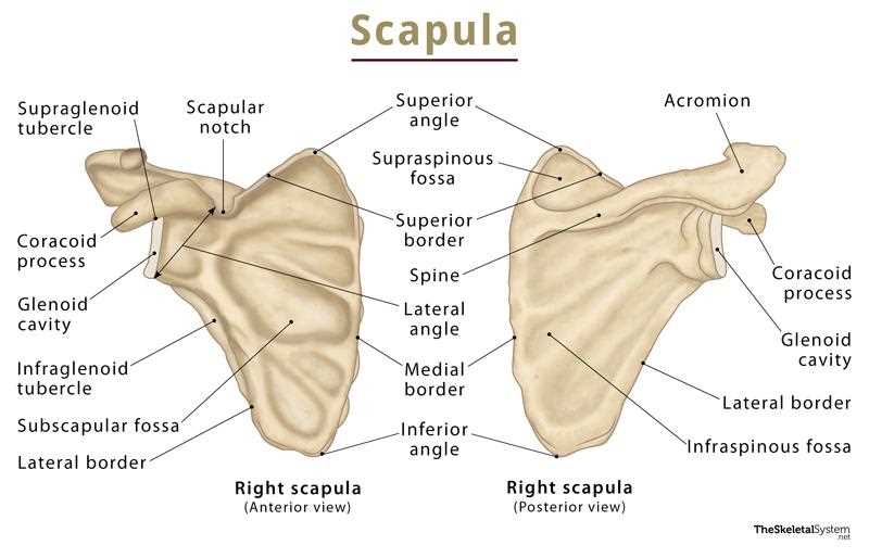 shoulder parts diagram