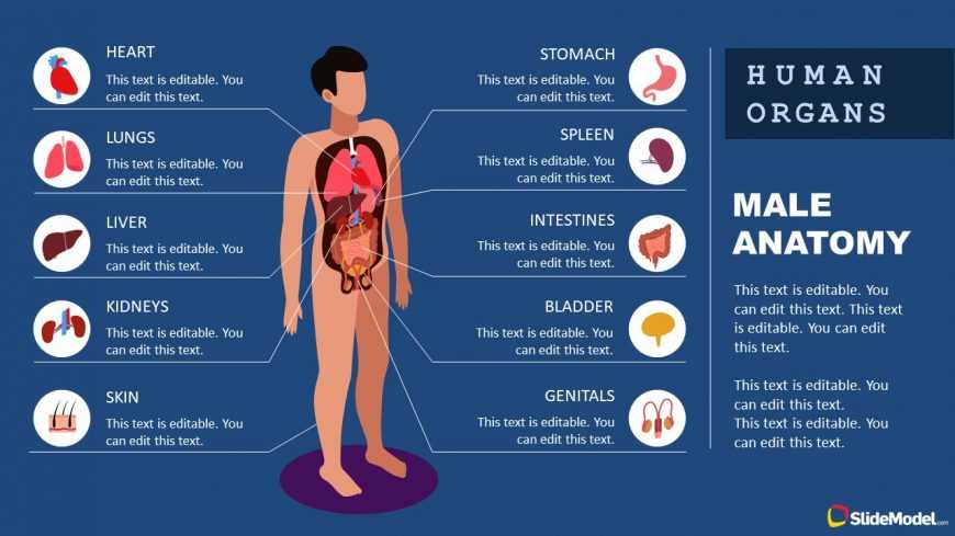 body parts diagram male