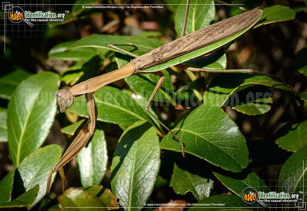 praying mantis body parts diagram