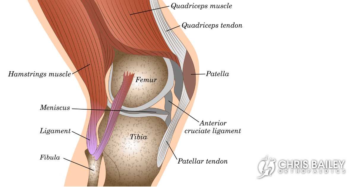 parts of your knee diagram