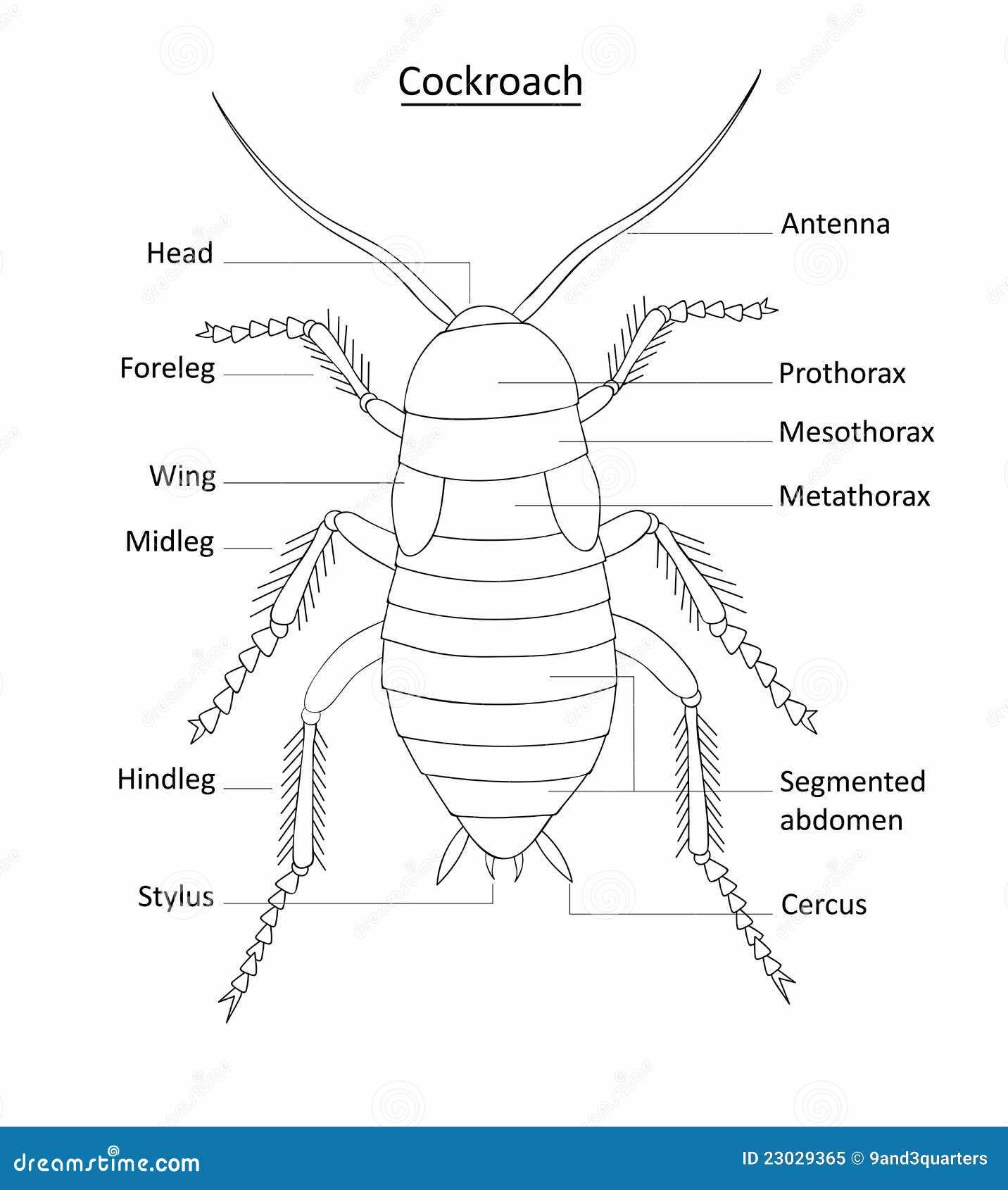 cockroach diagram with parts