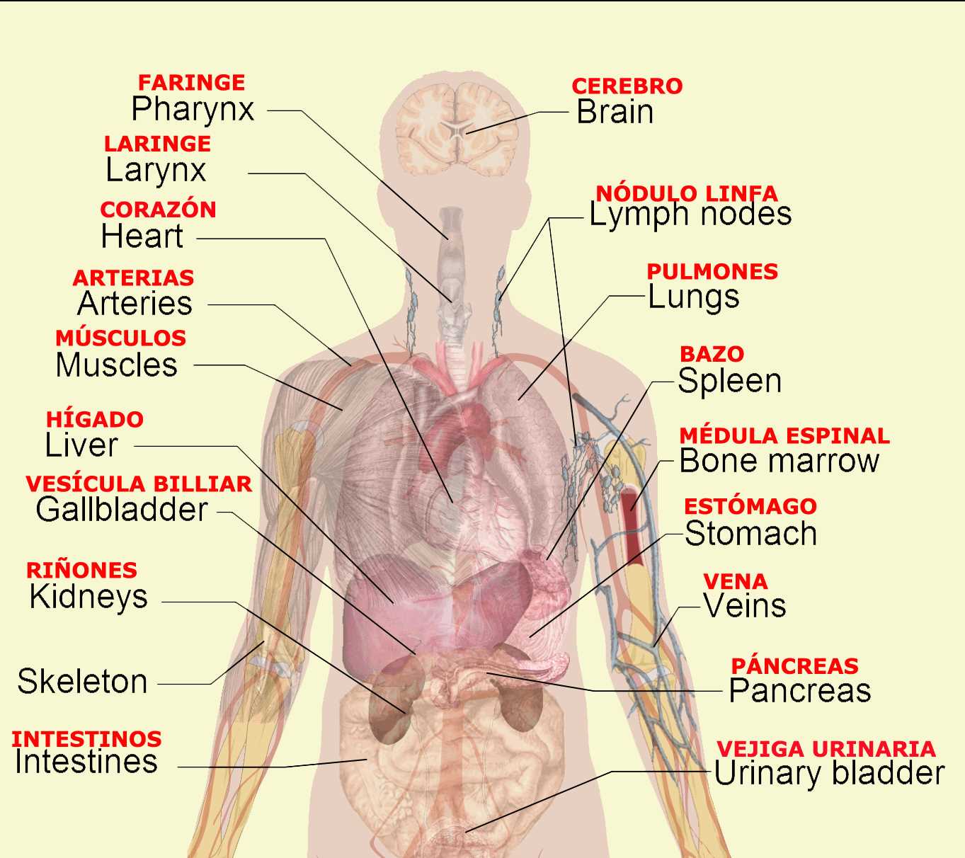 female body parts diagram