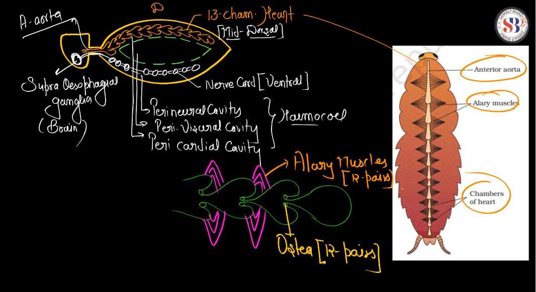 cockroach diagram with parts