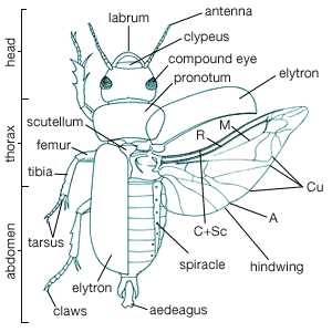 wasp body parts diagram