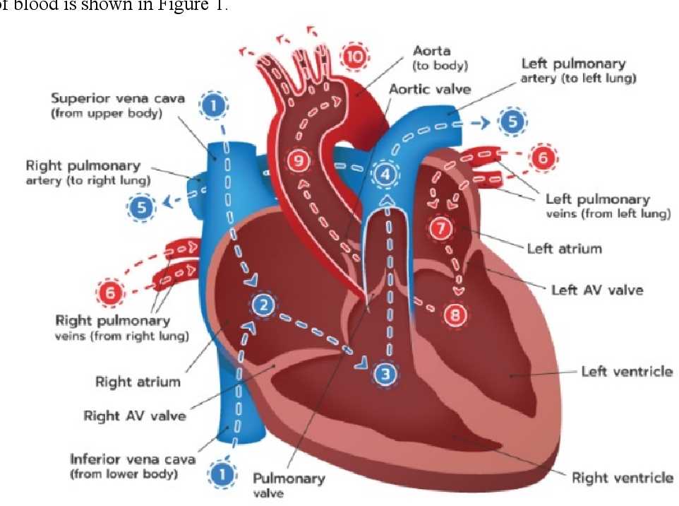 parts of the heart diagram quiz