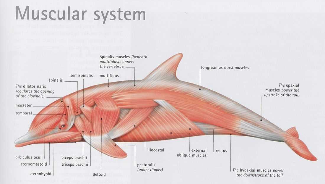 dolphin body parts diagram