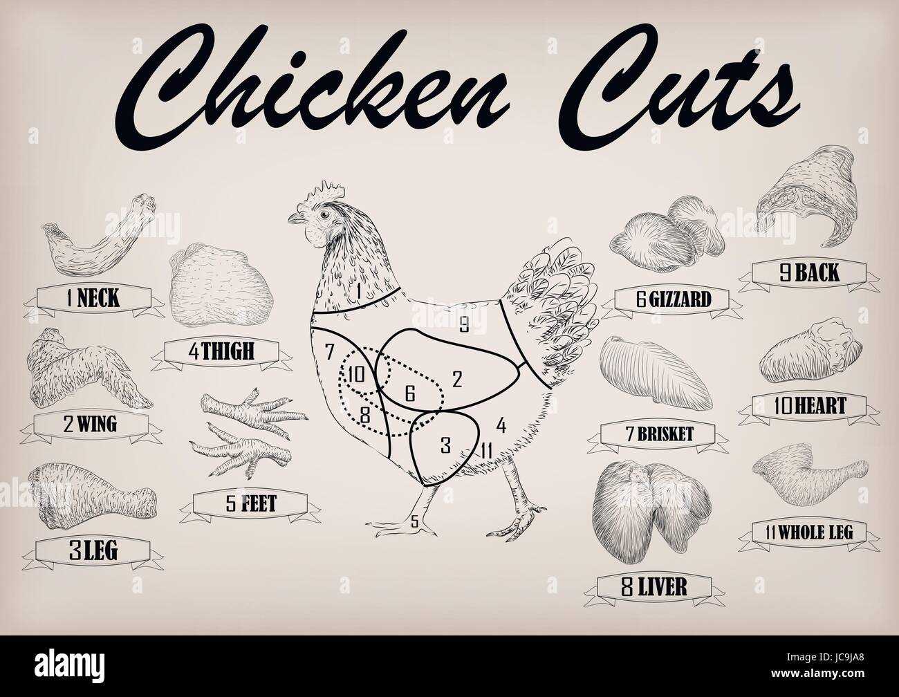 chicken meat parts diagram