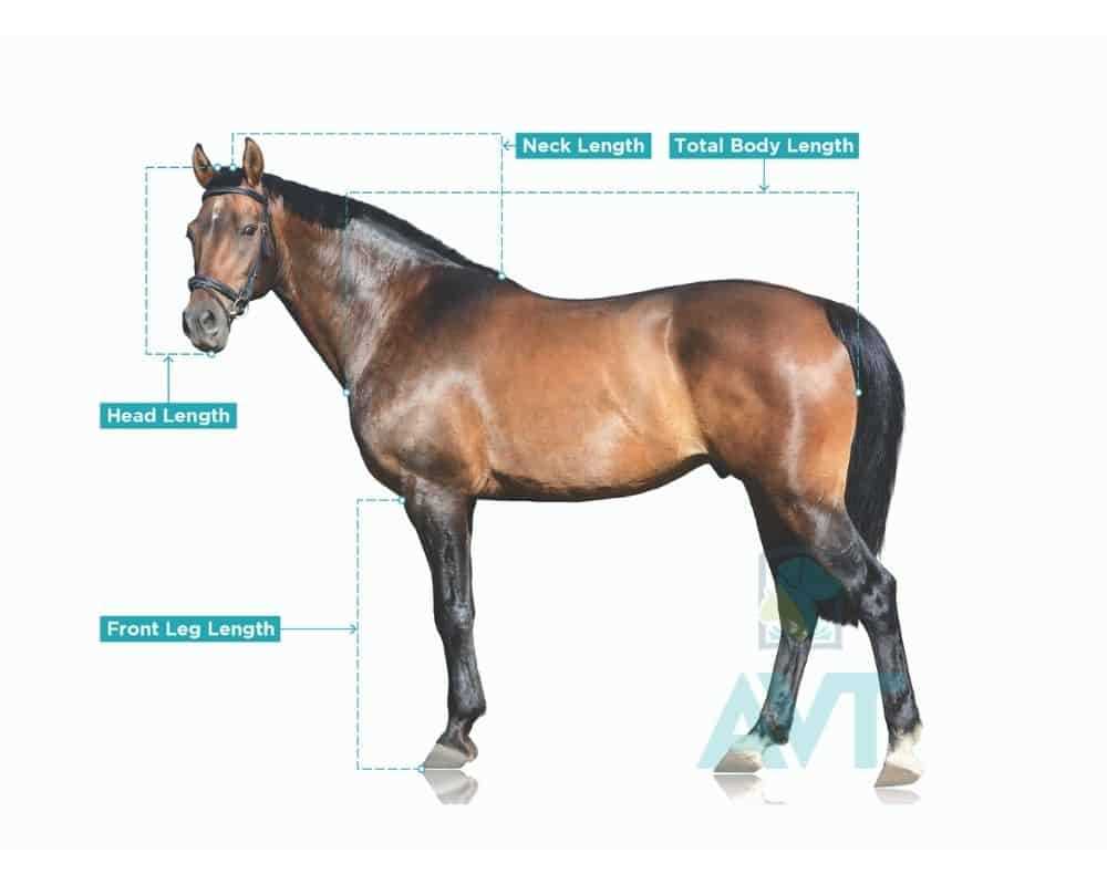 horse body parts diagram