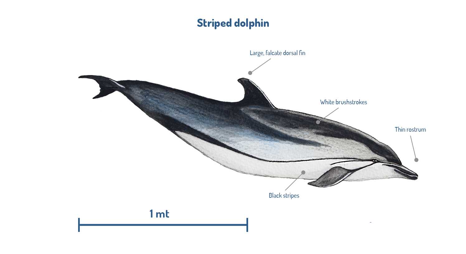 dolphin body parts diagram