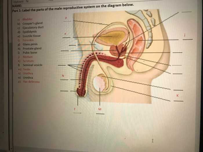 male part diagram