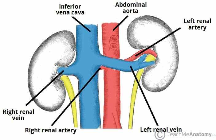 parts of the kidney diagram