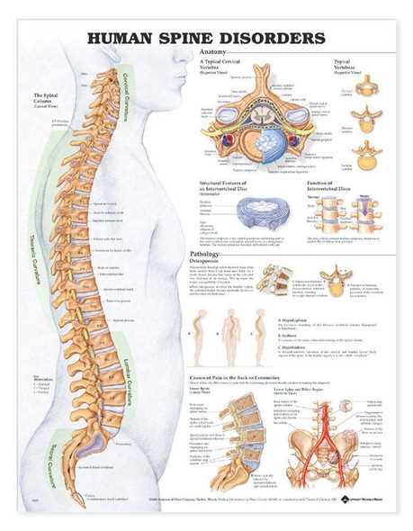 spine parts diagram