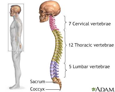 spine parts diagram