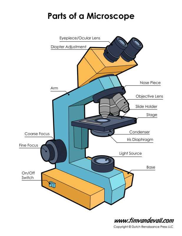 compound microscope parts diagram