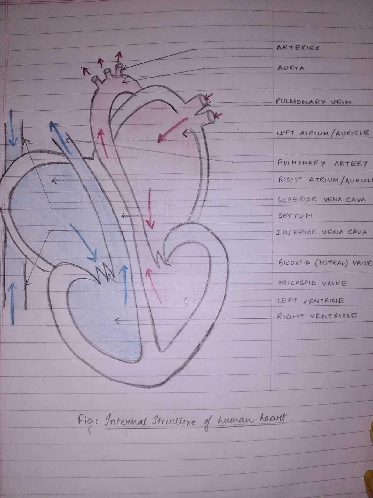 parts of the heart simple diagram