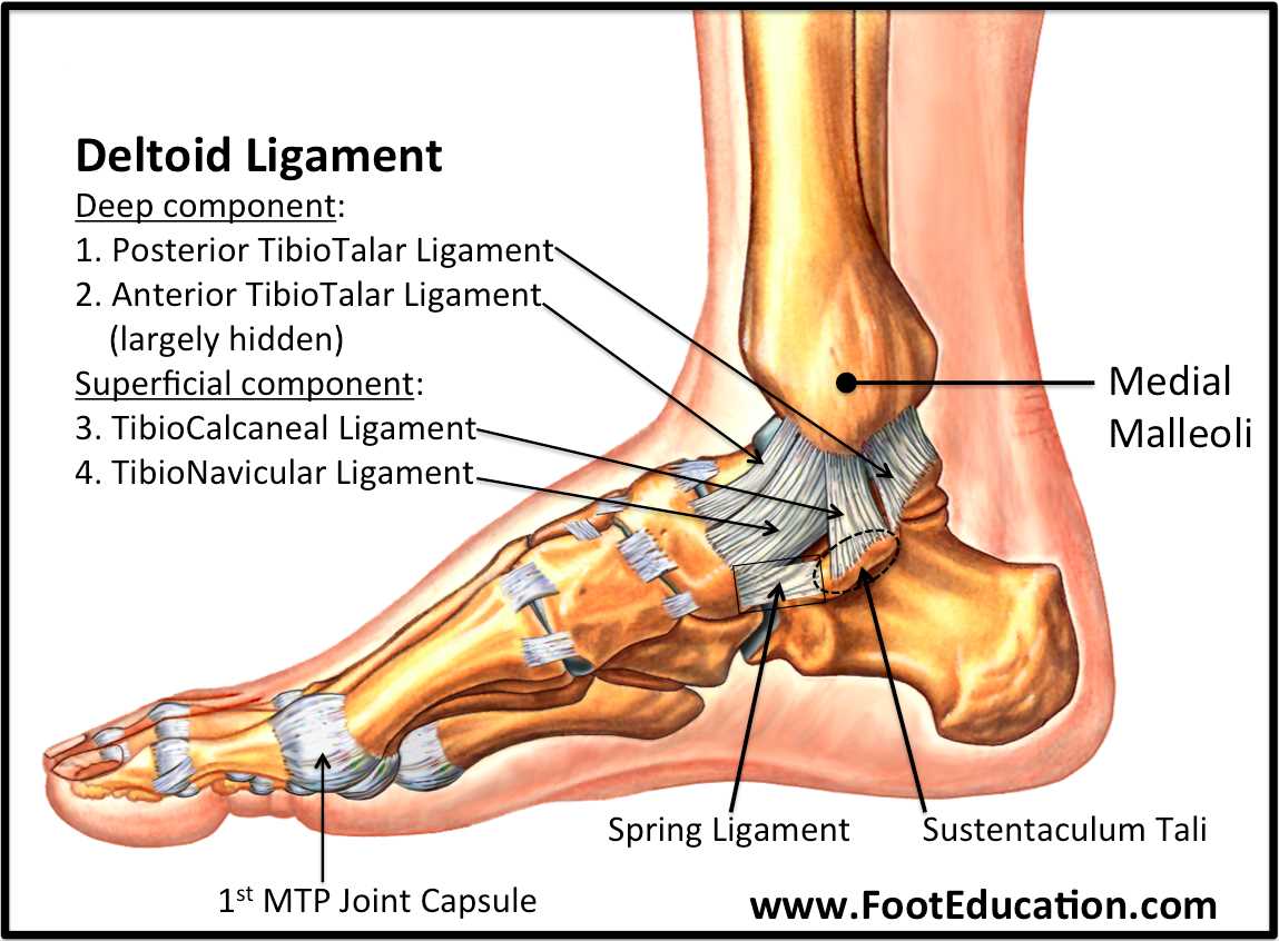 name of foot parts diagram