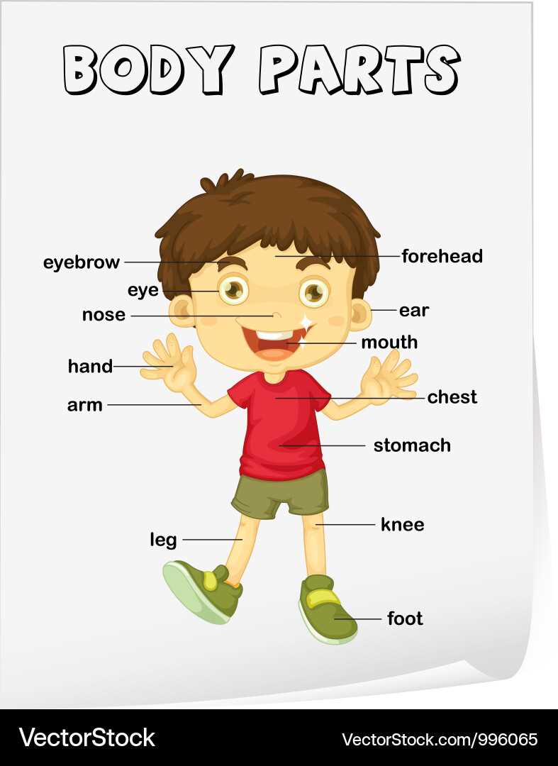 upper body parts diagram