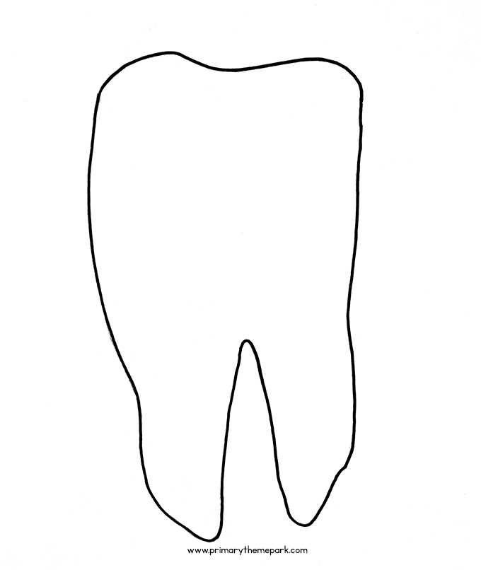 parts of tooth diagram