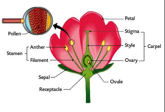 diagram showing parts of a flower