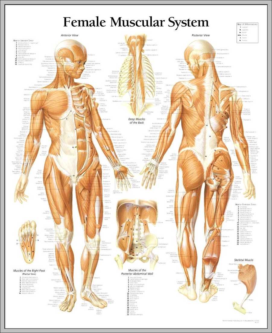 body parts diagram woman