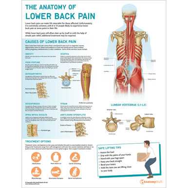 parts of your back diagram