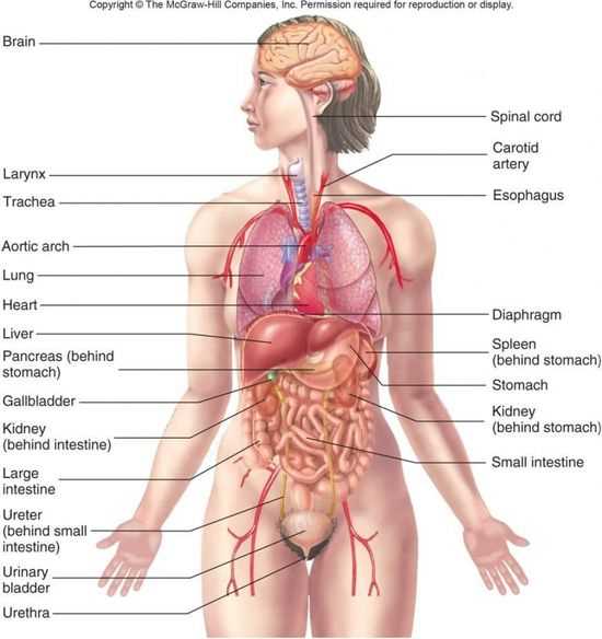 body parts diagram woman