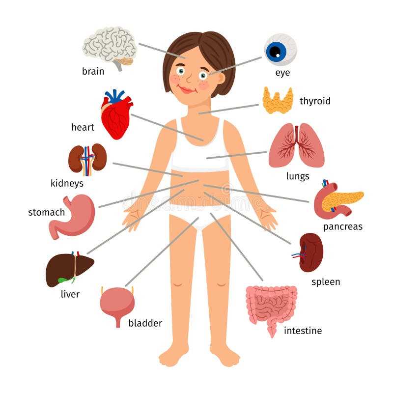 womens body parts diagram