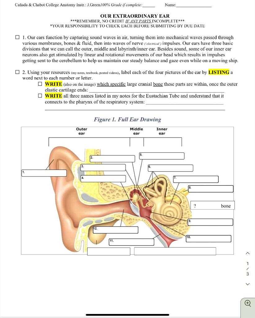 parts of the ear diagram to label