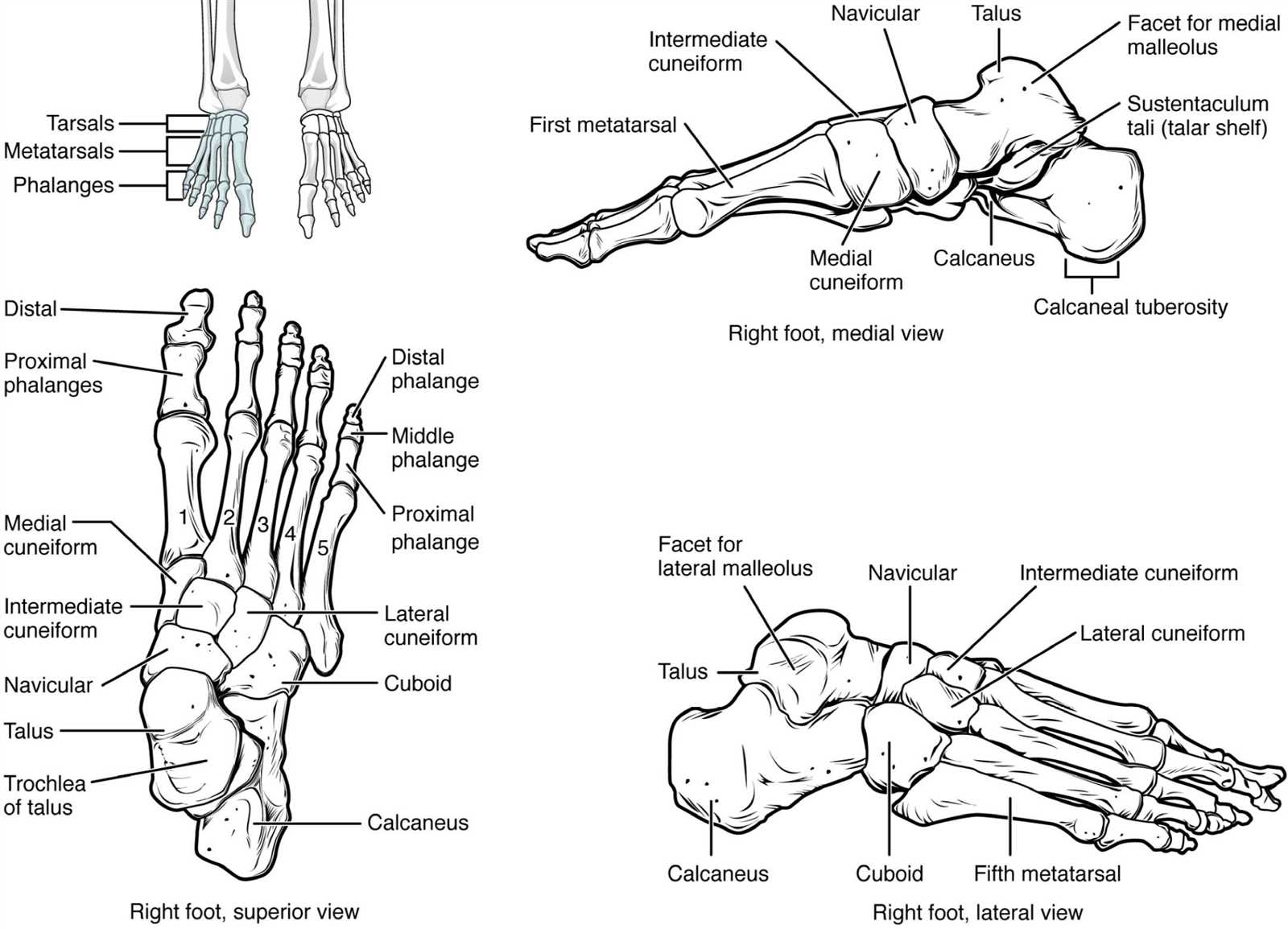 parts of the foot diagram