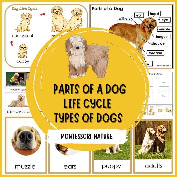 parts of a dog diagram