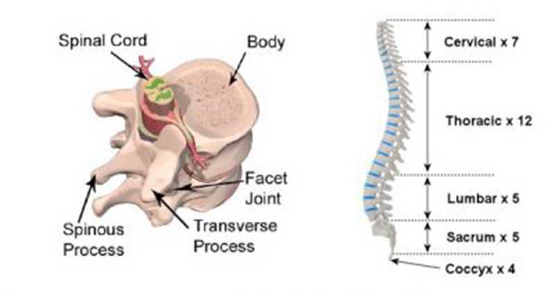 spine parts diagram