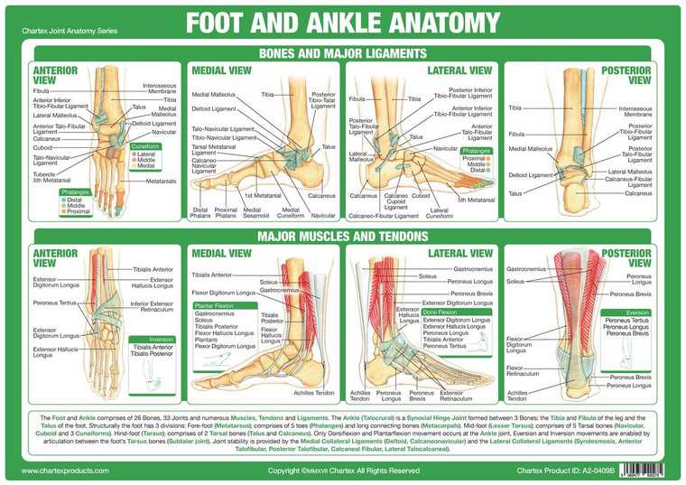 ankle parts diagram