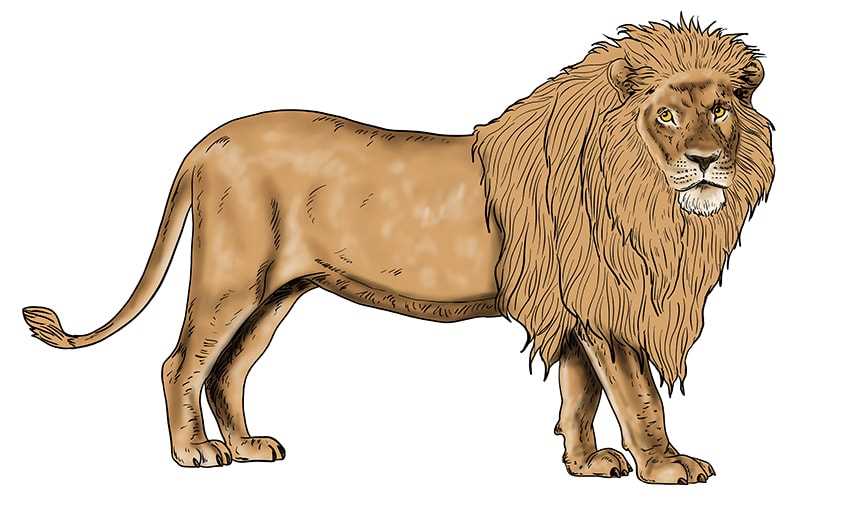 lion body parts diagram