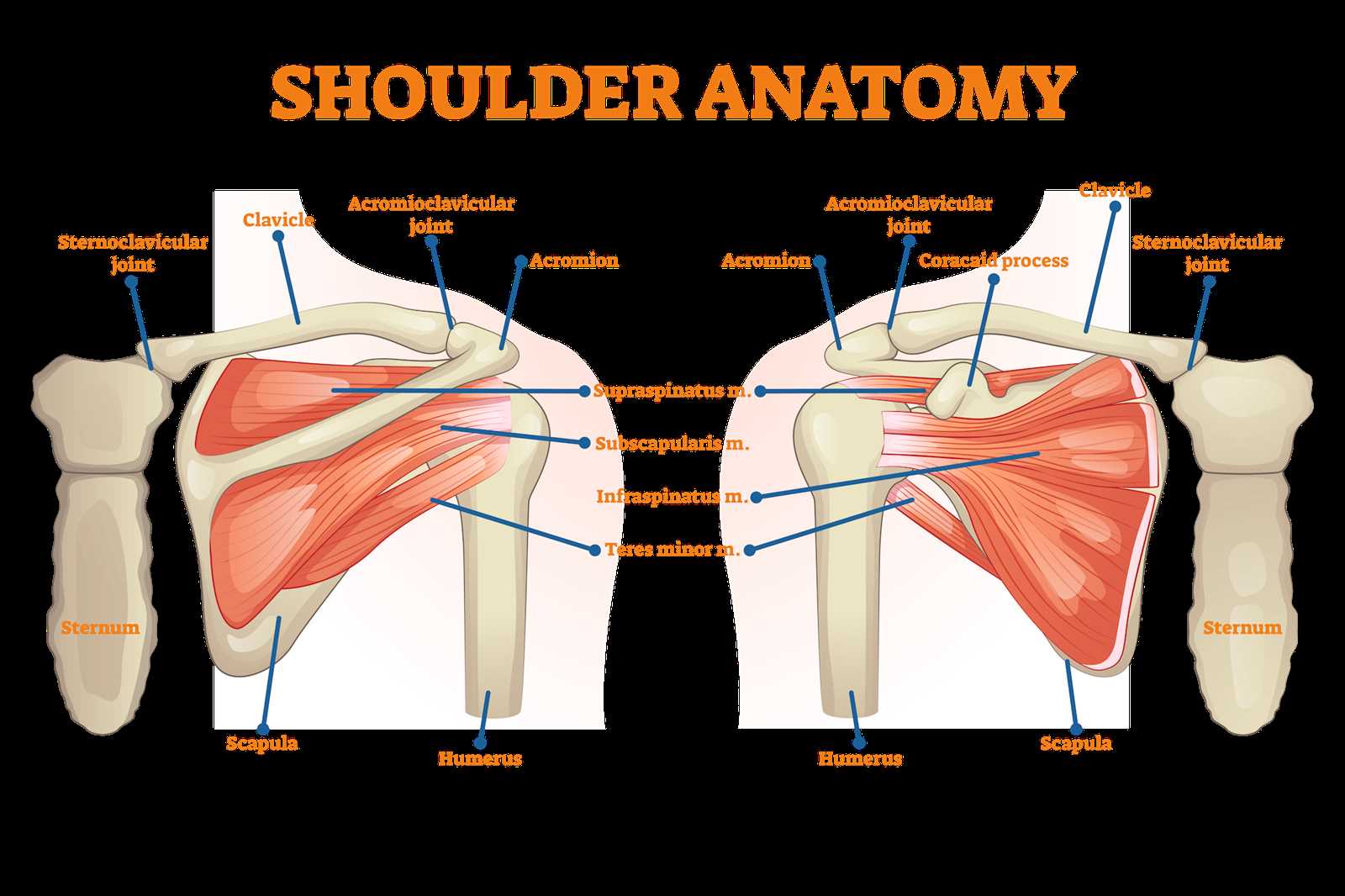 shoulder parts diagram