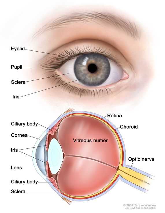 parts of the eyelid diagram