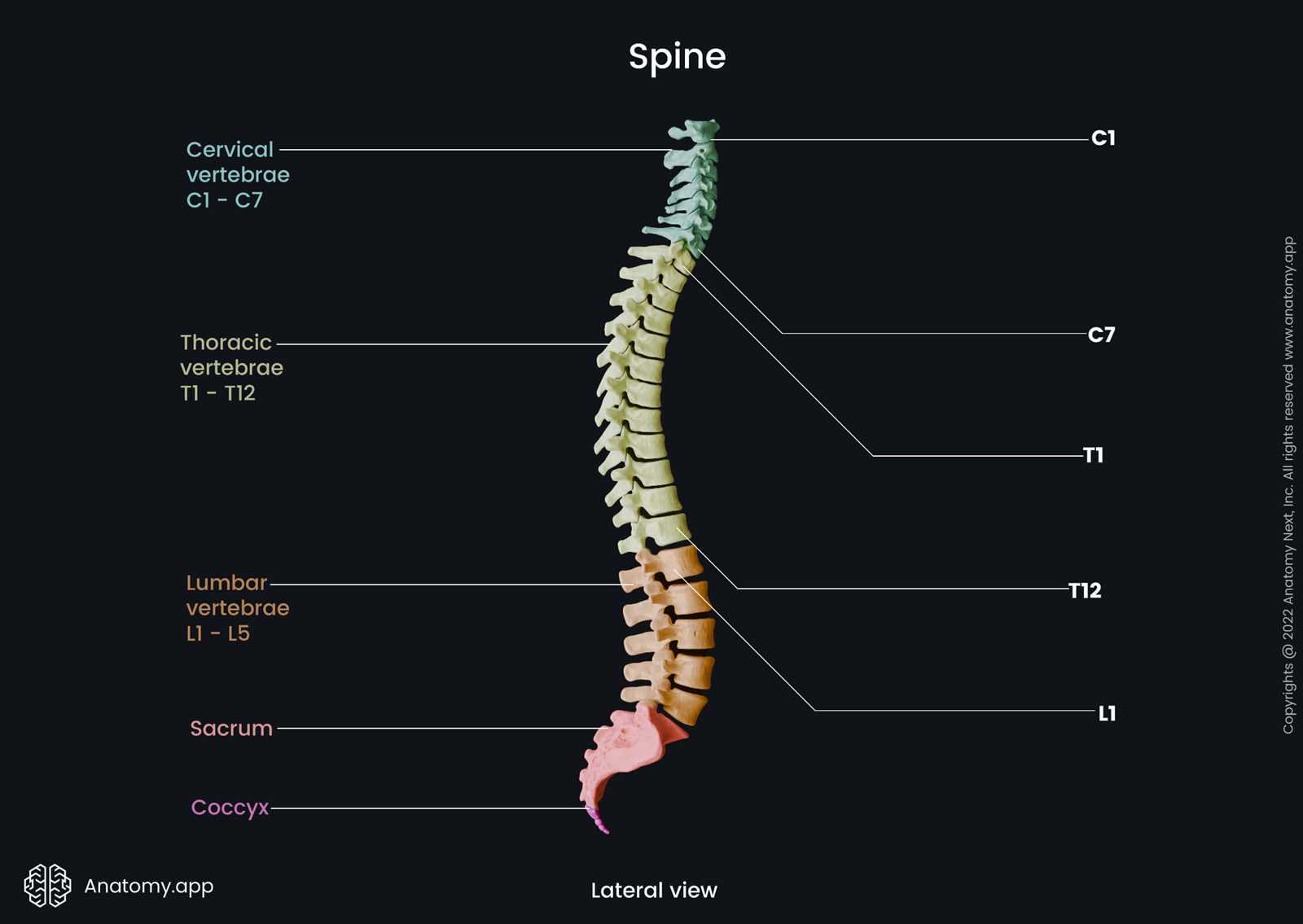 parts of spine diagram