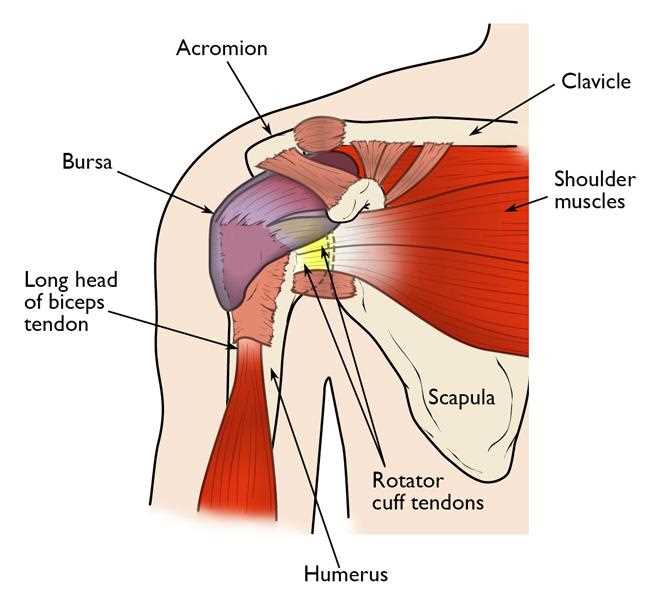 shoulder parts diagram