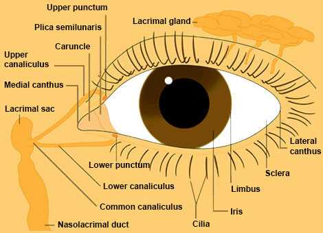 parts of the eye diagram quiz