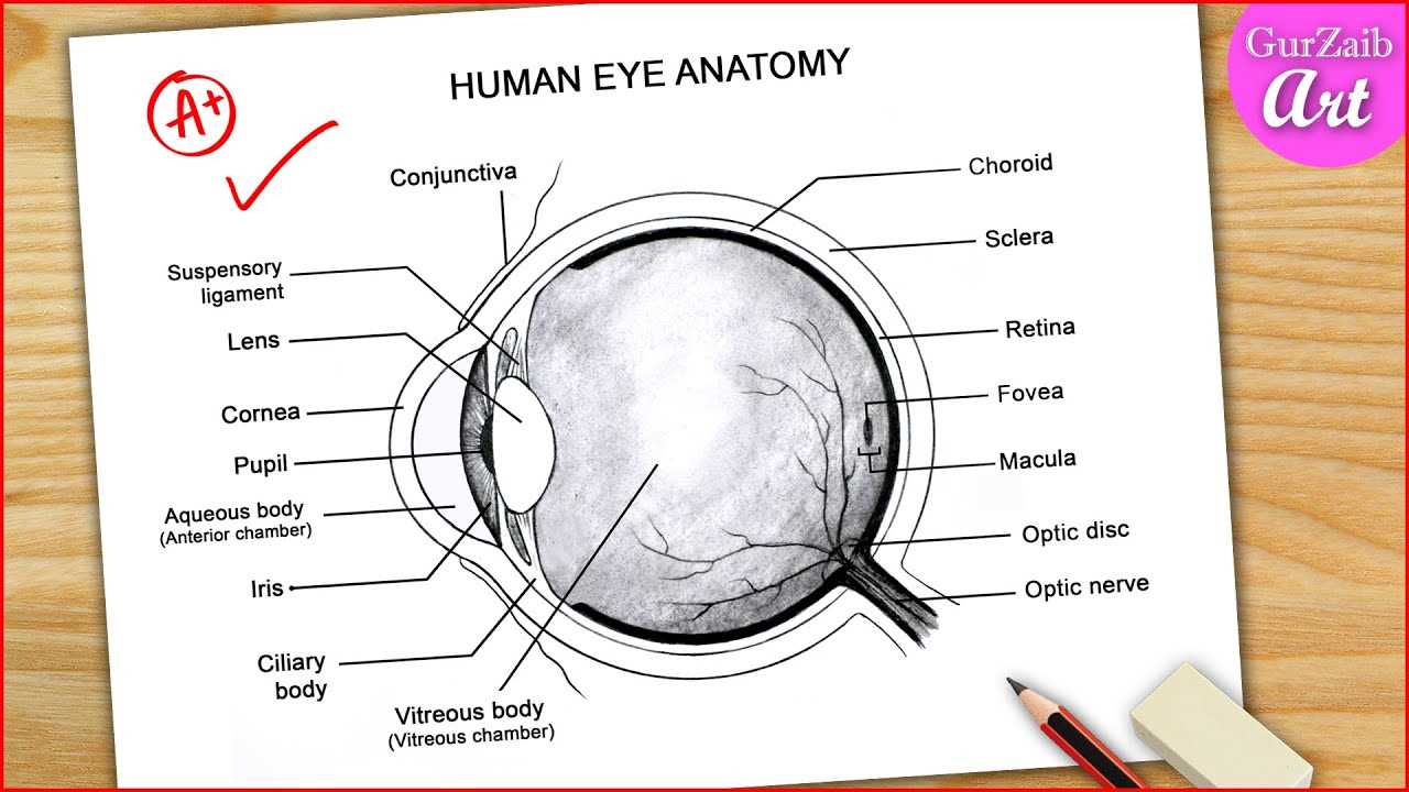 parts of the eye blank diagram