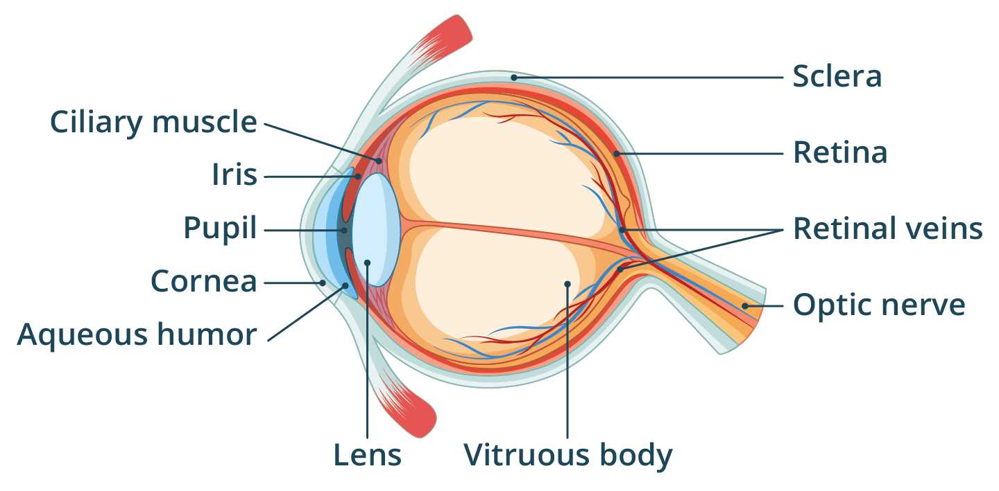 eye glasses parts diagram