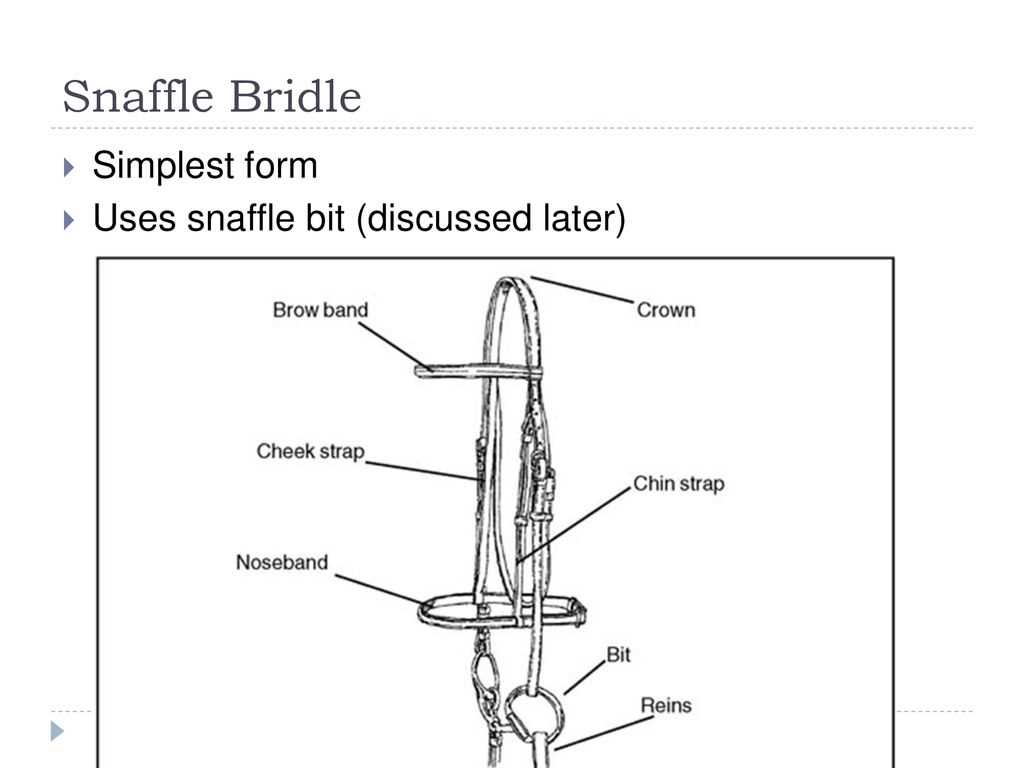 bridle parts diagram