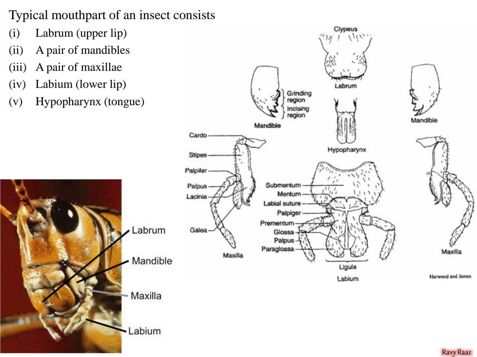 grasshopper mouth parts diagram