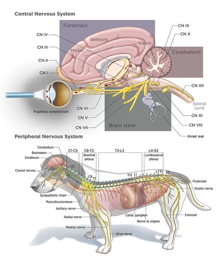 dog ear parts diagram