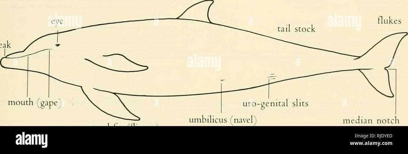 parts of a dolphin diagram