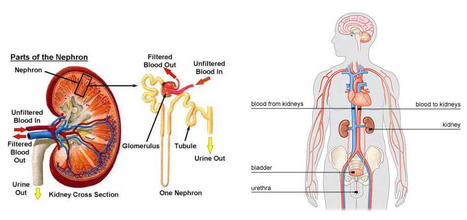 kidney diagram with parts